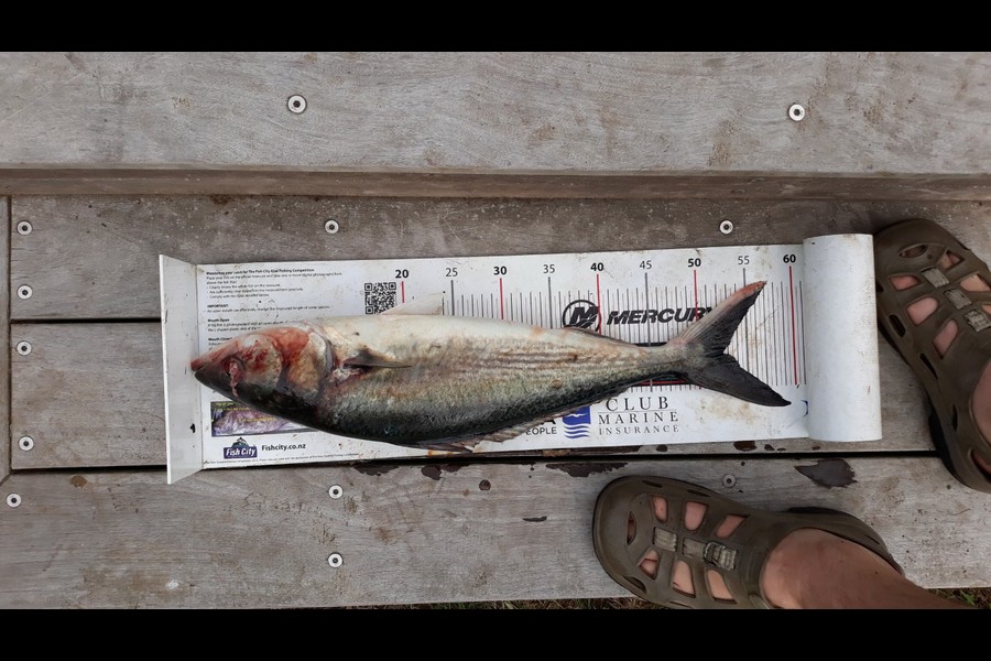 Mike Lean caught this 52.5cm Kahawai at Kapiti during The Export NZ Fishing Competition