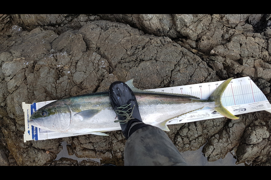 michael Jenkins caught this 102.0cm Kingfish at Coromandel  during The Export NZ Fishing Competition