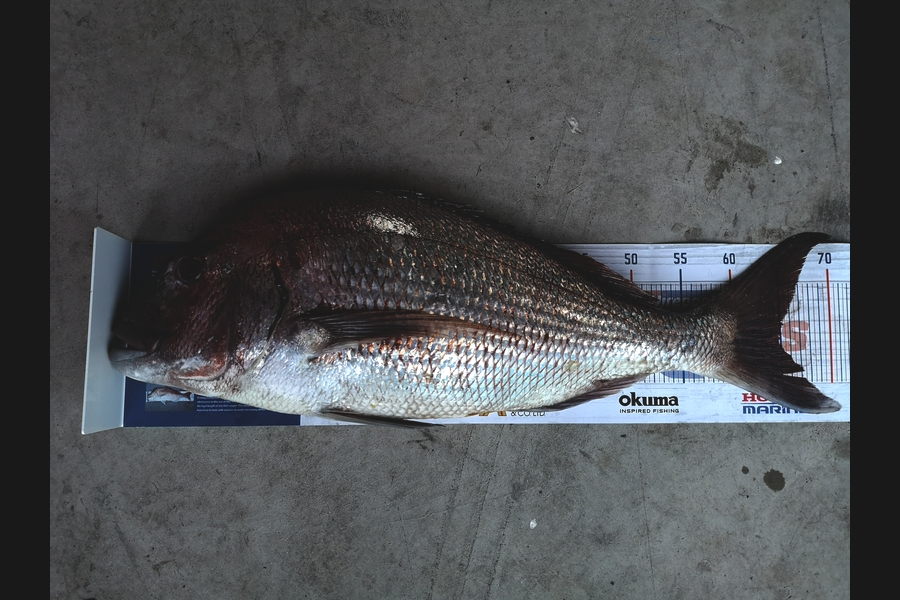 Liam Devlin caught this 64.5cm Snapper at Coromandel  during The Export NZ Fishing Competition