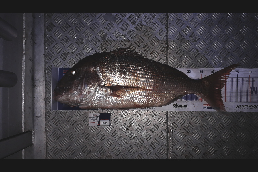 Lewis  Bristowe caught this 68.0cm Snapper at Kaipara Harbour during The Export NZ Fishing Competition