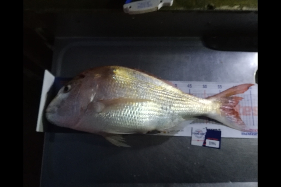 Mark Devantier  caught this 58cm Snapper at Coromandel during The Export NZ Fishing Competition