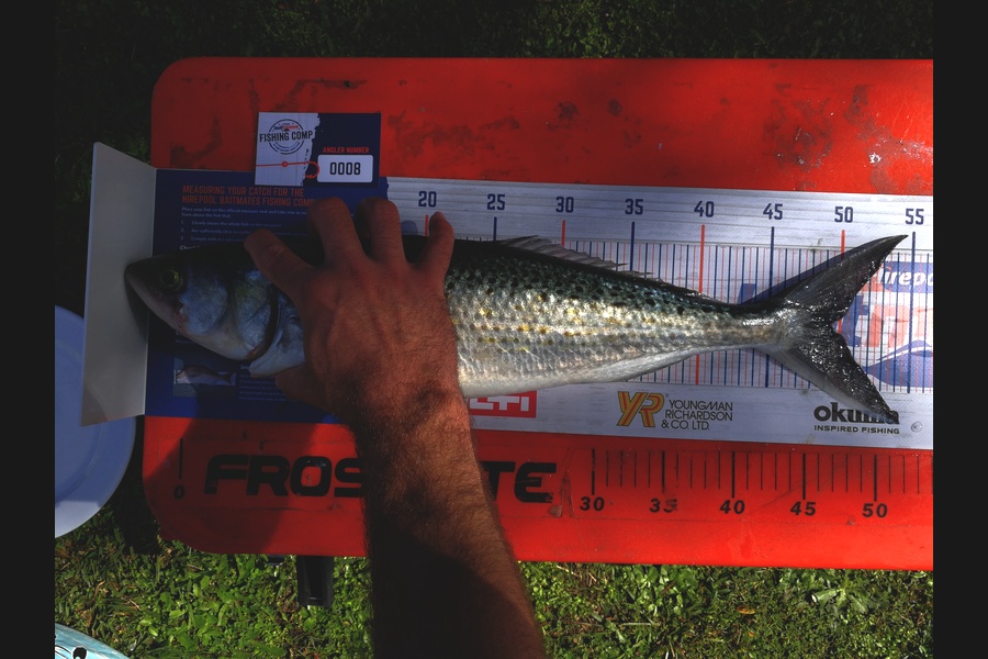 Jason Copedo caught this 49cm Kahawai at Whangarei during The Export NZ Fishing Competition