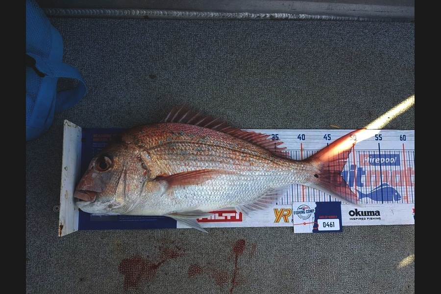 Greig Morgan caught this 47.0cm Snapper at Between Kawau and little barrier during The Export NZ Fishing Competition