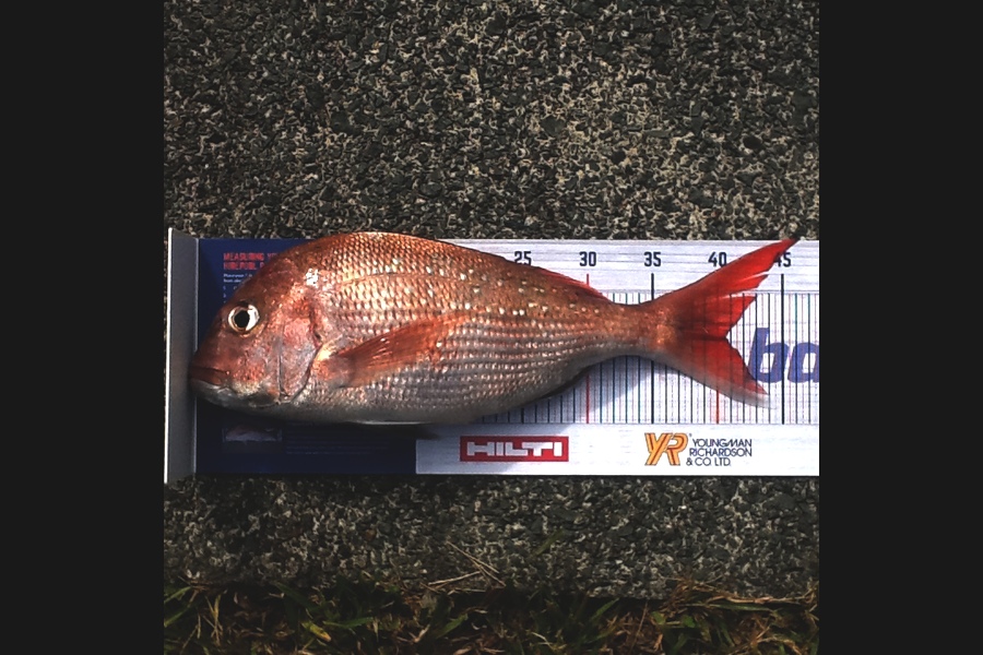 Barbara Wisnewski caught this 40.5cm Snapper at Whangarei during The Export NZ Fishing Competition