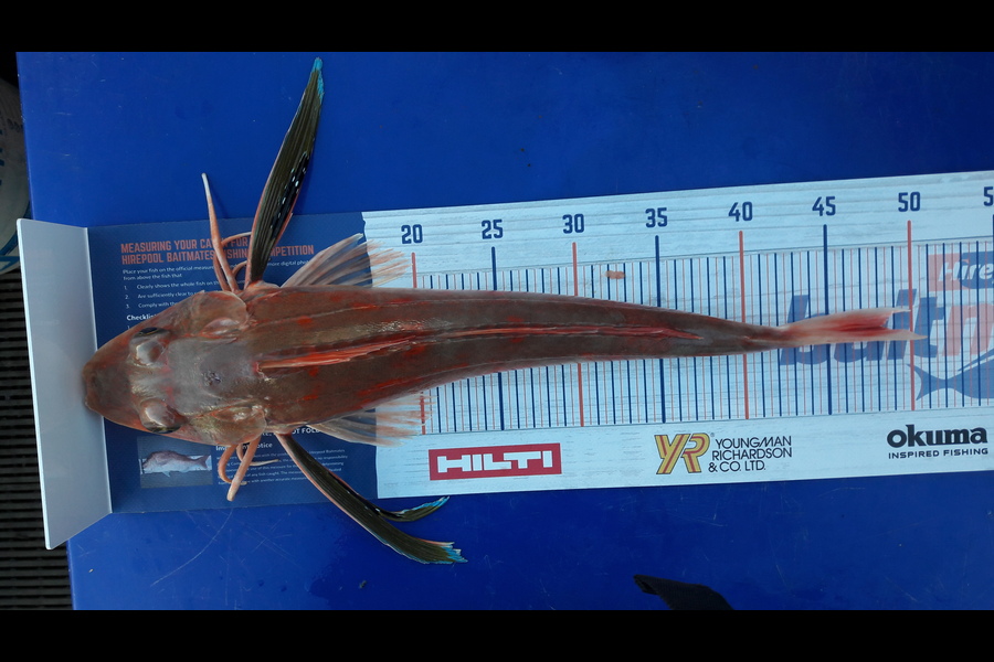 Sue Hawkins caught this 48cm Gurnard at Tasman Bay during The Export NZ Fishing Competition