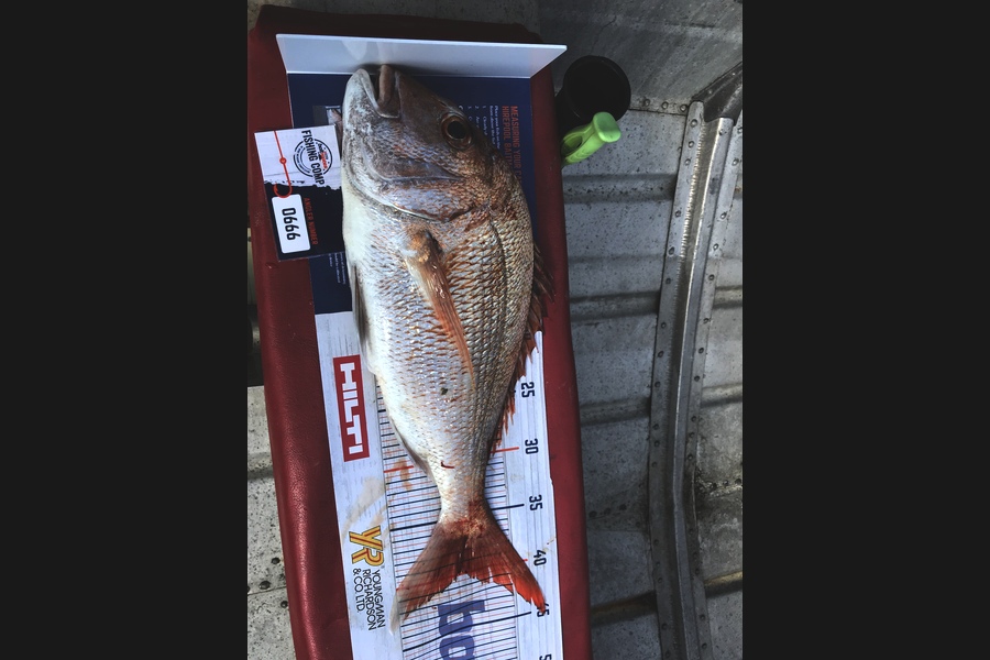 Dylan Leigh caught this 40.0cm Snapper at Kawau during The Export NZ Fishing Competition