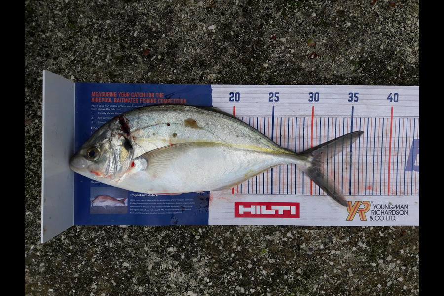 Ian Cooke caught this 31cm Trevally at meola reef during The Export NZ Fishing Competition