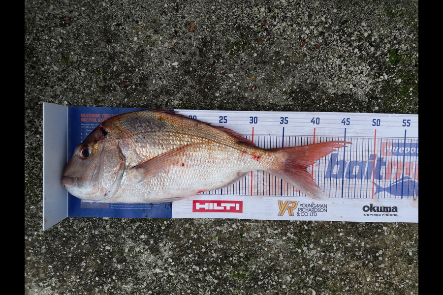 Ian Cooke caught this 39.0cm Snapper at meola reef during The Export NZ Fishing Competition