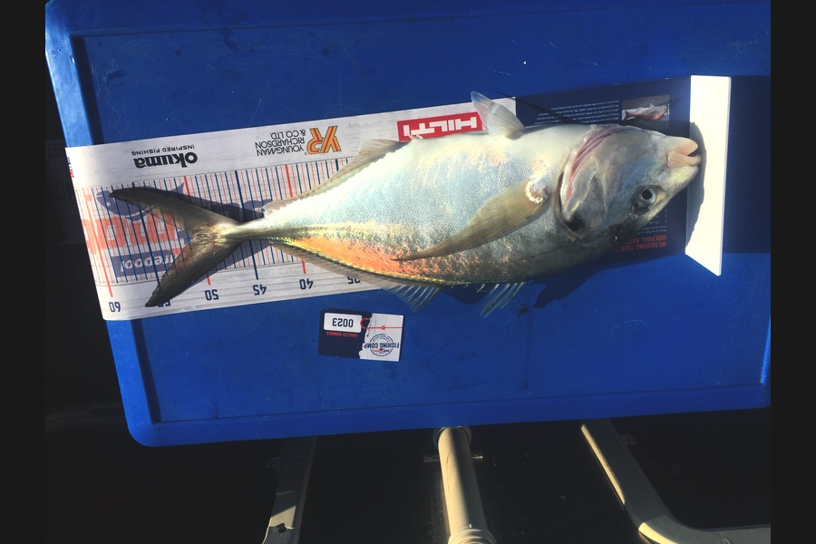 Rob Geddes caught this 50.5cm Trevally at Matarangi  during The Export NZ Fishing Competition
