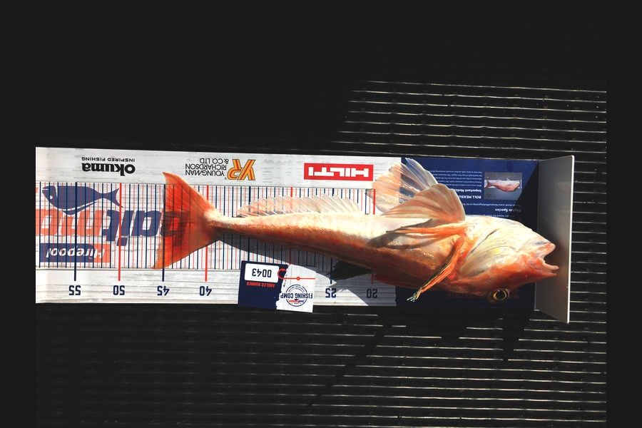 Christian Wirepa caught this 45.0cm Gurnard at Marlbough sounds  during The Export NZ Fishing Competition
