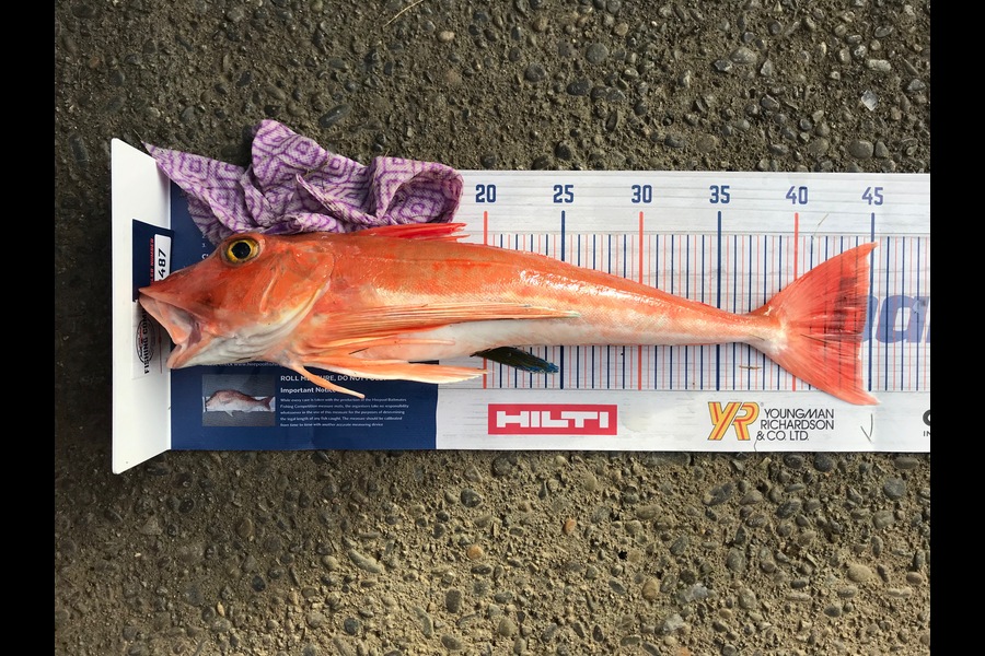 Hayden Markham caught this 44.5cm Gurnard at Bell Block, New Plymouth during The Export NZ Fishing Competition
