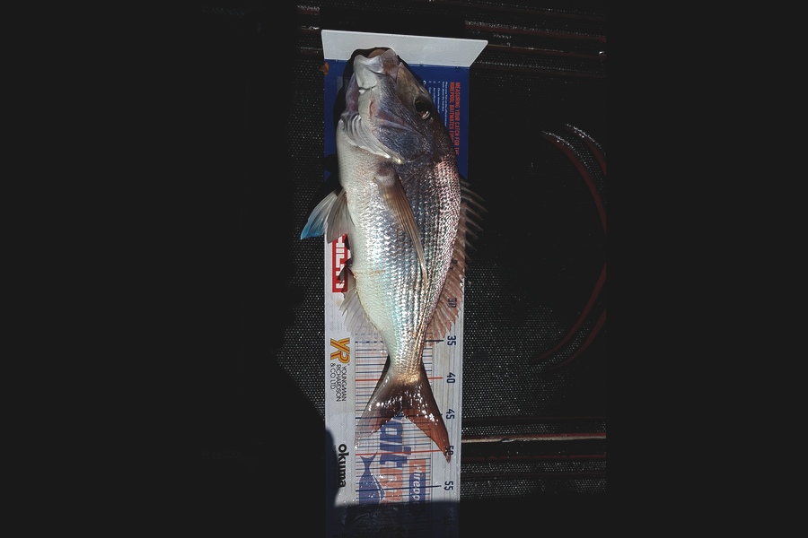 Ben Chissell caught this 44.5cm Snapper at Barrier during The Export NZ Fishing Competition