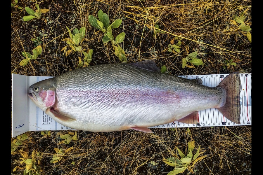 Bryce Helms caught this 87.0cm Trout at Twizel during The Export NZ Fishing Competition