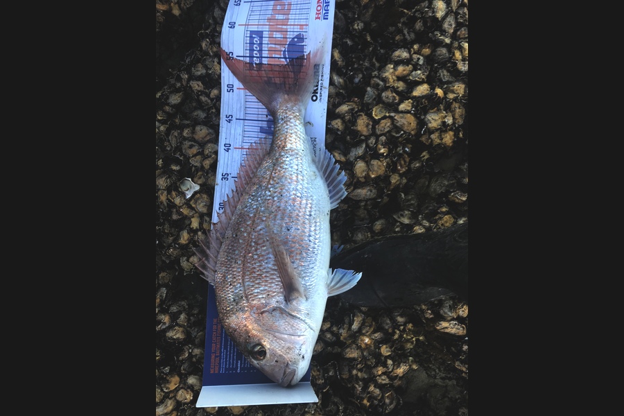 Ben Moran caught this 53.5cm Snapper at Whangarei harbour during The Export NZ Fishing Competition