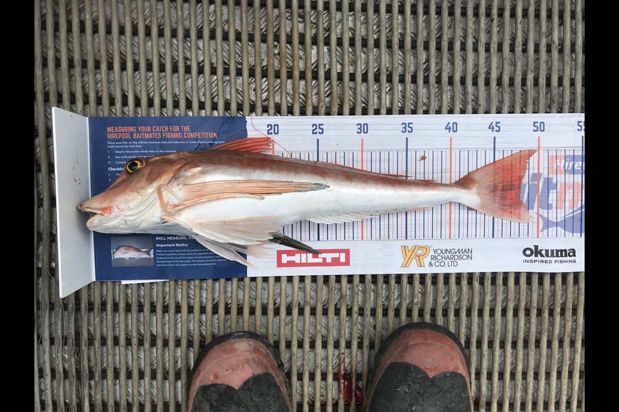 Glenn Bond caught this 48.0cm Gurnard at Marlborough Sounds during The Export NZ Fishing Competition