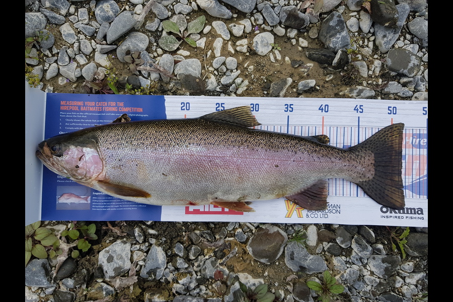 Brett Rigby caught this 51.5cm Trout at Tutaekuri River during The Export NZ Fishing Competition