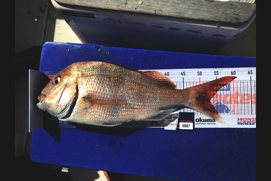 Steve  Varley caught this 52.5cm Snapper at Bream Bay during The Export NZ Fishing Competition
