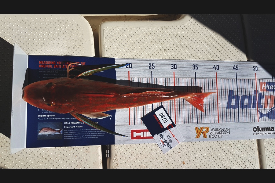 Michelle Lee caught this 36.0cm Gurnard at New Plymouth during The Export NZ Fishing Competition
