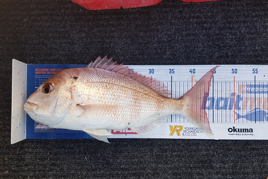 Sam Bray caught this 43.0cm Snapper at Rangito during The Export NZ Fishing Competition