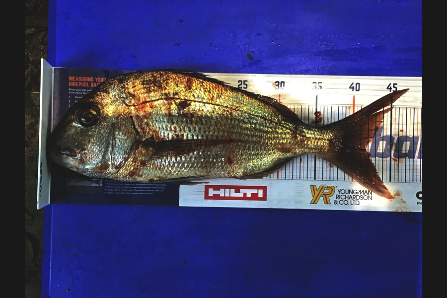 steve taylor caught this 41.5cm Snapper at bay of islands during The Export NZ Fishing Competition