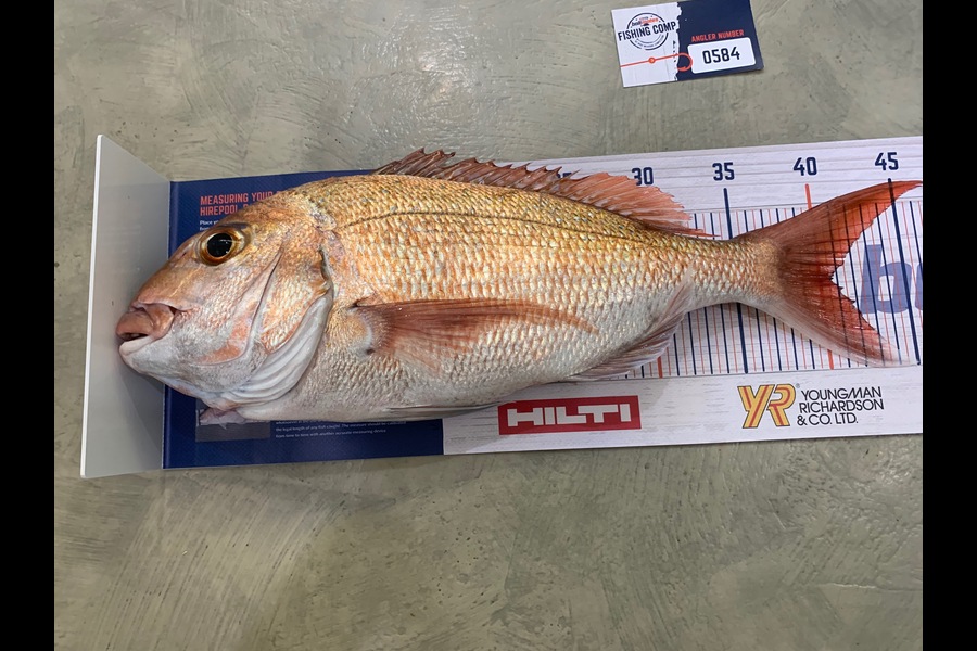 Tony McFall caught this 40.5cm Snapper at Kawau Island during The Export NZ Fishing Competition