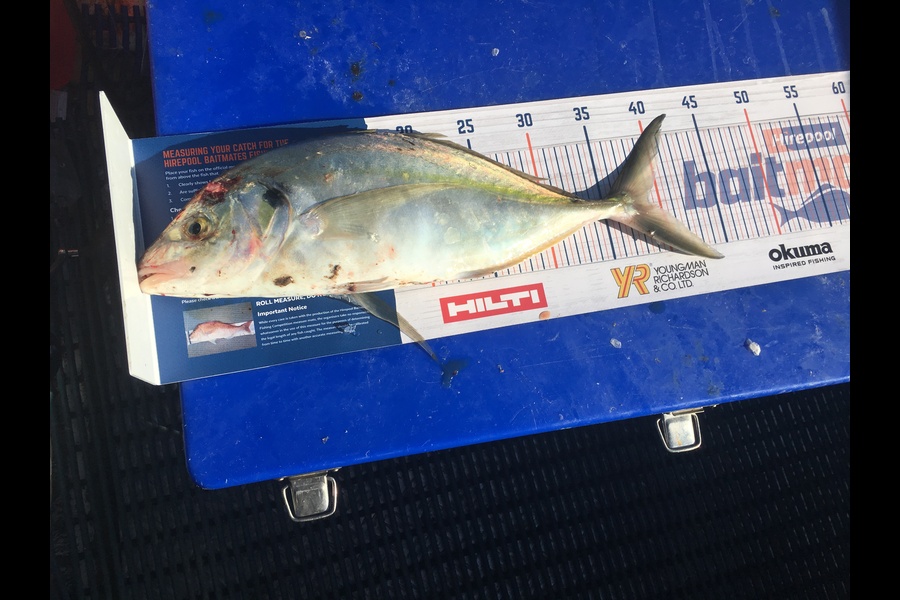 Cole YORSTON  caught this 39cm Trevally at Auckland  during The Export NZ Fishing Competition