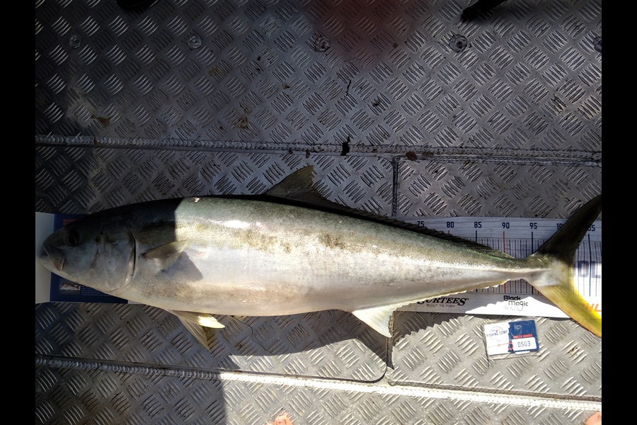 Ben Cullen caught this 102.0cm Kingfish at Little Barrier during The Export NZ Fishing Competition
