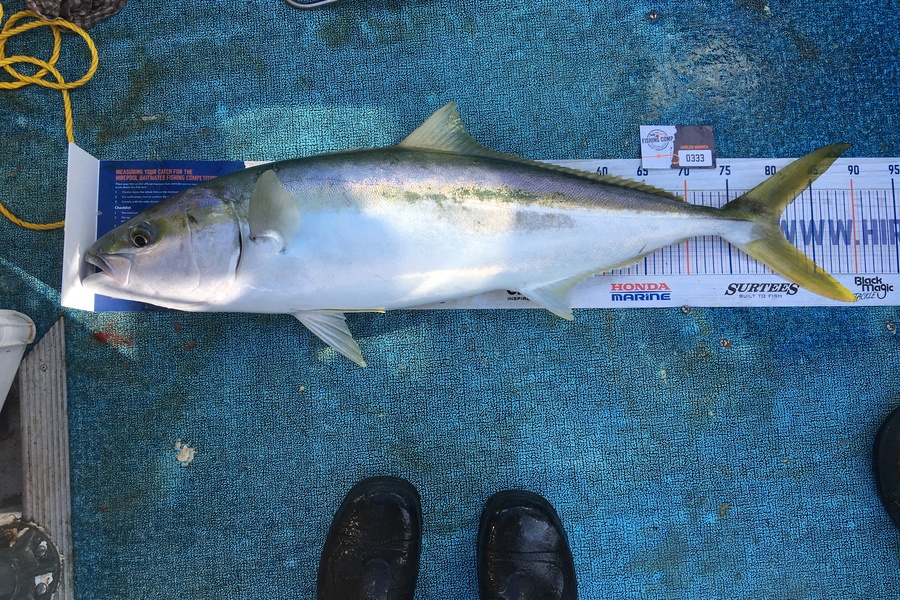 Connah Coulson caught this 81.0cm Kingfish at Wellington Harbour  during The Export NZ Fishing Competition