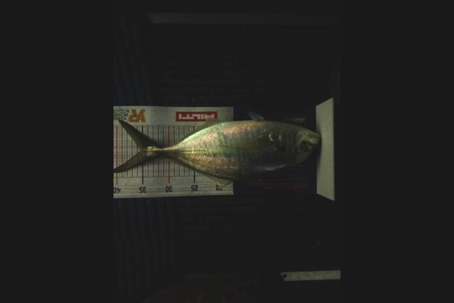 Colleen  Archer  caught this 35cm Trevally at Tauranga  during The Export NZ Fishing Competition