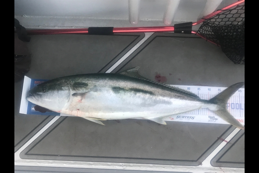 Leon Tong caught this 98.5cm Kingfish at Mokohinau Islands  during The Export NZ Fishing Competition