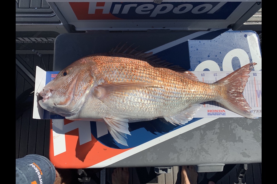 Scott Parry caught this 74.5cm Snapper at Waihau Bay during The Export NZ Fishing Competition