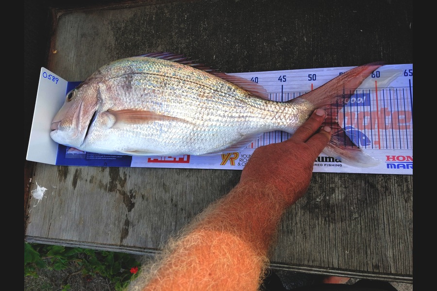 Steve Ryder caught this 53.5cm Snapper at Glinksgully during The Export NZ Fishing Competition