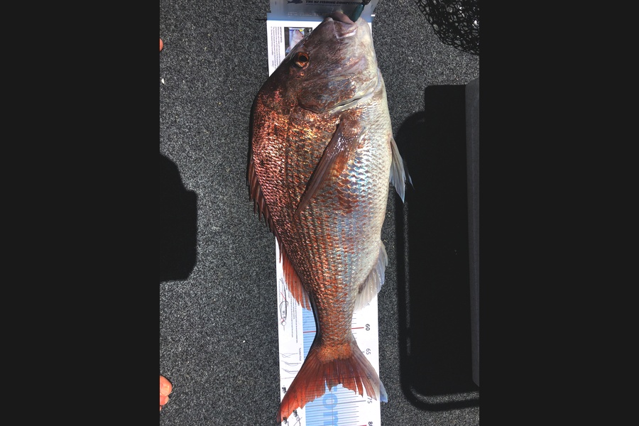 Martin Pringle caught this 71.0cm Snapper at Whangaruru  during The Export NZ Fishing Competition