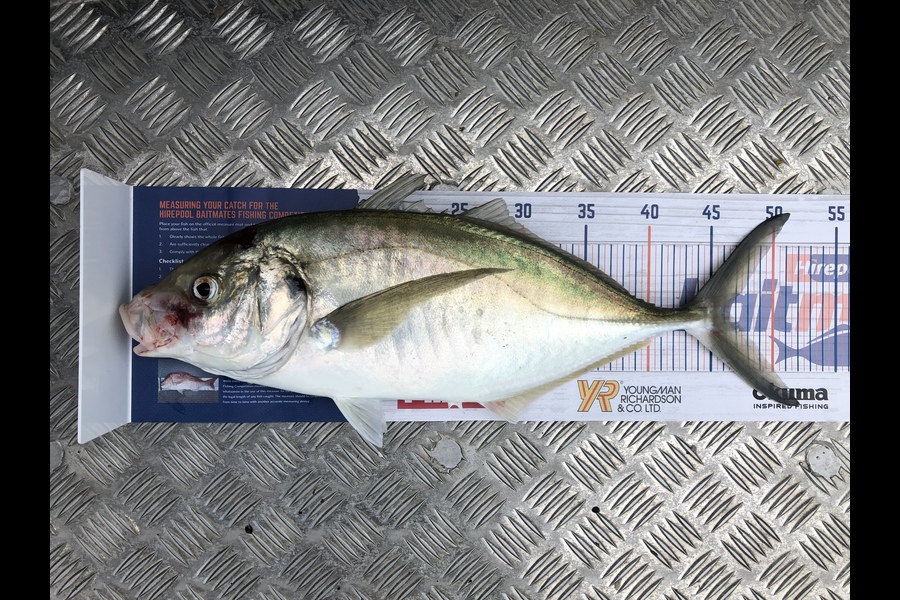Alex  Jarvis caught this 46.5cm Trevally at Whirinaki during The Export NZ Fishing Competition