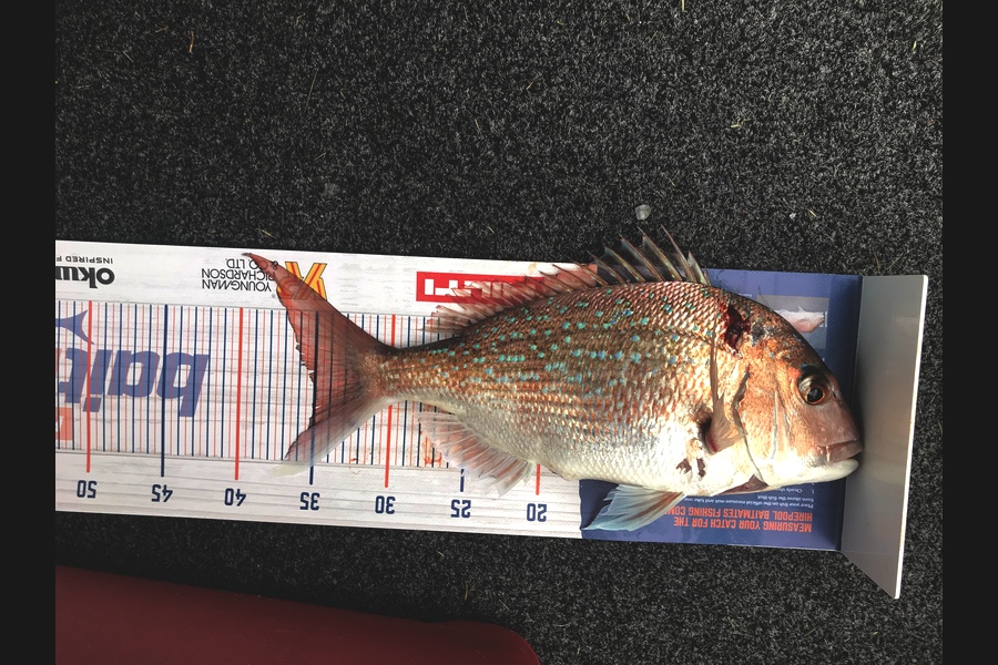 Jack Mannington caught this 35.0cm Snapper at Hauraki Gulf during The Export NZ Fishing Competition