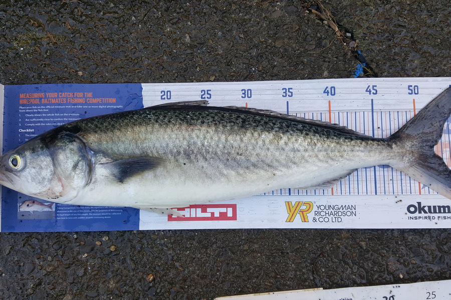 Dan Musson caught this 52.0cm Kahawai at Wainui coast during The Export NZ Fishing Competition