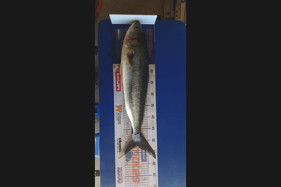 Warren Thompson caught this 52.0cm Kahawai at Tauranga  during The Export NZ Fishing Competition