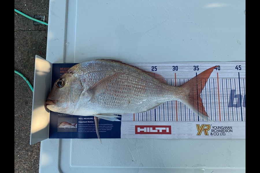 Anthony  Thysse  caught this 35.5cm Snapper at Rangitoto channel during The Export NZ Fishing Competition
