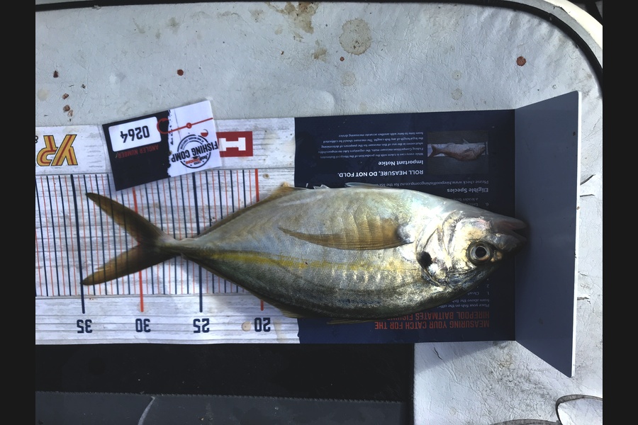 Andrew Deans caught this 30.0cm Trevally at Waitemata  during The Export NZ Fishing Competition