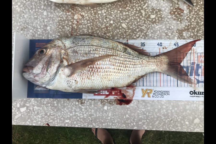Rohan Wallace caught this 46.0cm Snapper at Tiri during The Export NZ Fishing Competition
