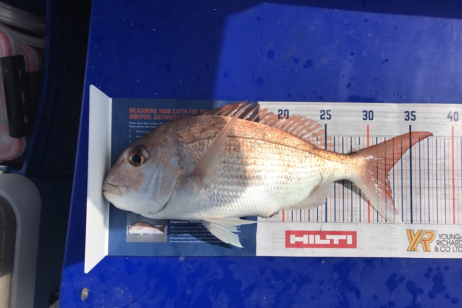 Johnathan Pearce caught this 32.5cm Snapper at Waiheke mussel farm during The Export NZ Fishing Competition