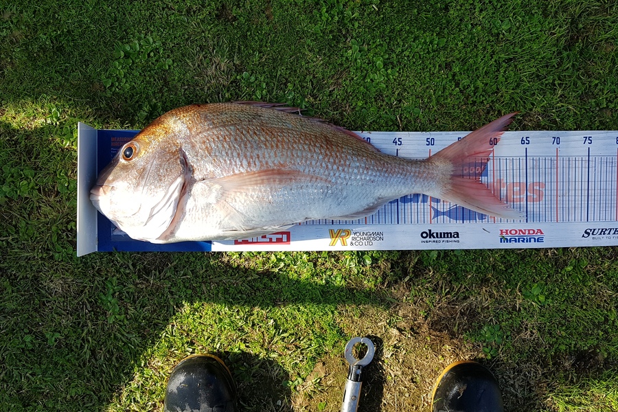 Alton King caught this 57.5cm Snapper at Auckland Rakino channel during The Export NZ Fishing Competition