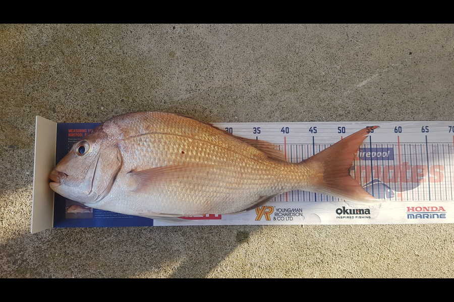 Hayden Hira caught this 50.5cm Snapper at Coromandel during The Export NZ Fishing Competition