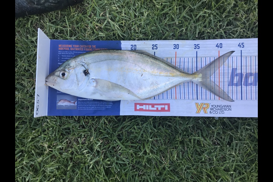 Duncan  Wills  caught this 37.5cm Trevally at Bowentown  during The Export NZ Fishing Competition