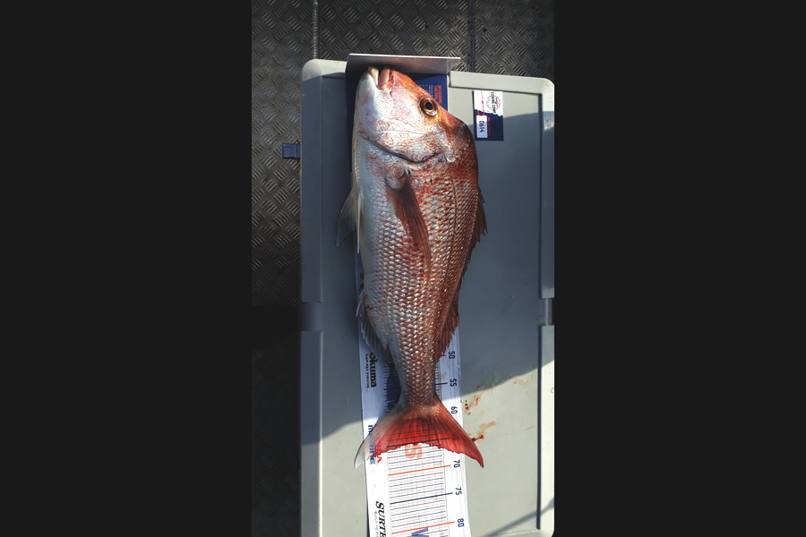 Ricky  Blanken caught this 65.5cm Snapper at Coromandal during The Export NZ Fishing Competition