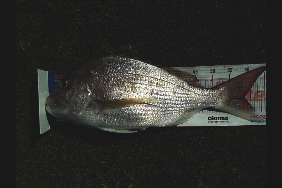 Clayton Hancock caught this 59.0cm Snapper at BOP during The Export NZ Fishing Competition