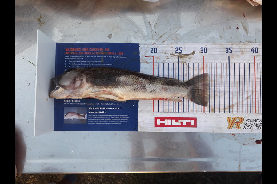Nicole Wells-Green caught this 31.0cm Blue Cod at Mercury island during The Export NZ Fishing Competition