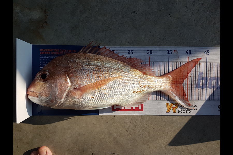 Chris  Currell  caught this 38.6cm Snapper at Waiheke during The Export NZ Fishing Competition
