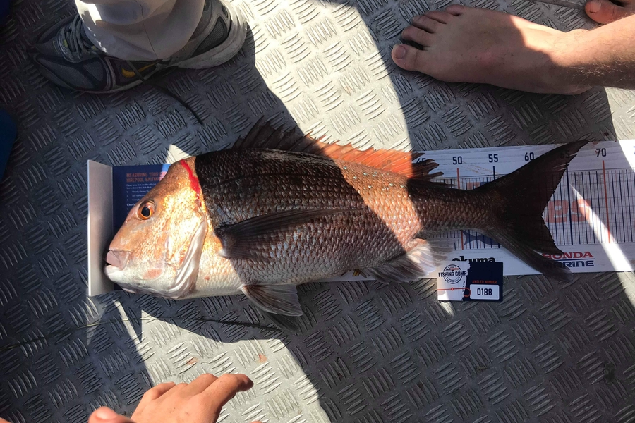 Jayden Johns caught this 60.0cm Snapper at Alderman islands during The Export NZ Fishing Competition