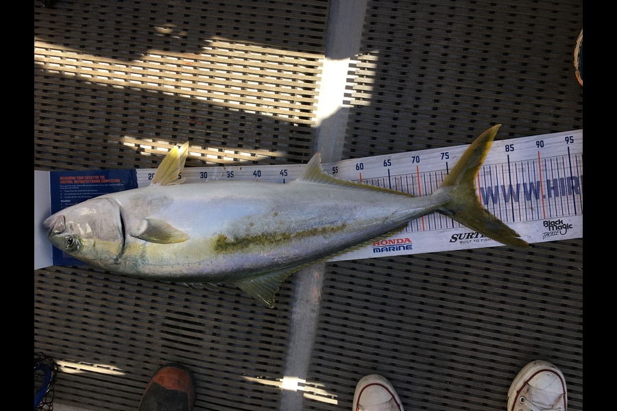 Christian Wirepa caught this 79.0cm Kingfish at Marlborough  during The Export NZ Fishing Competition